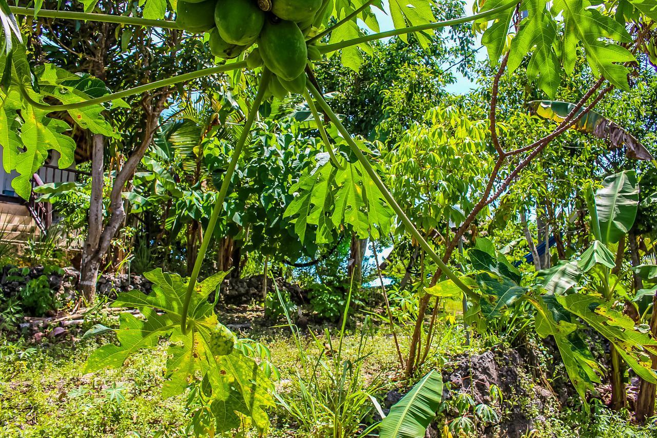 Echo Alam Nusa Lodge Ped Екстериор снимка